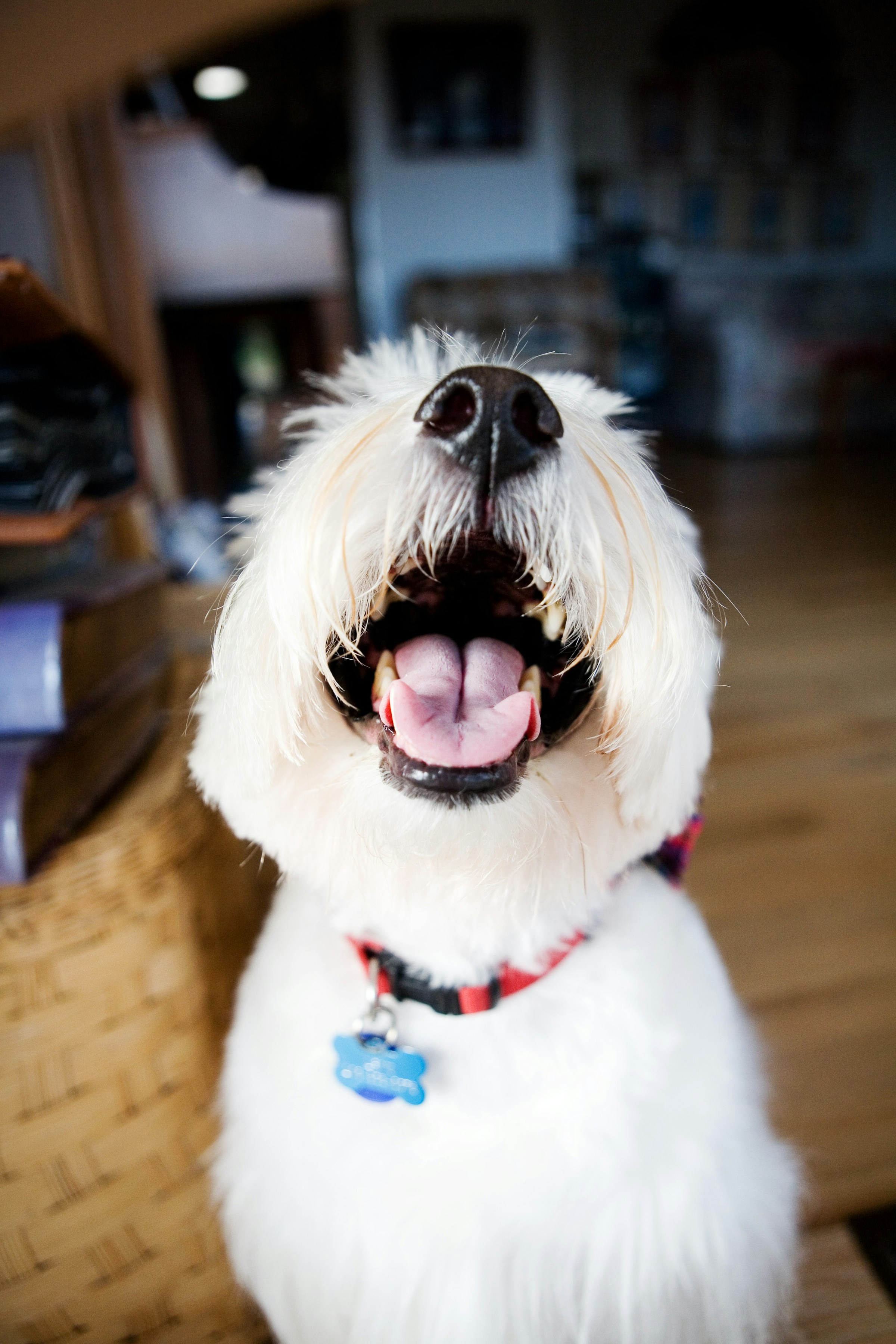 A happy dog looking at the camera with an open-mouth smile
